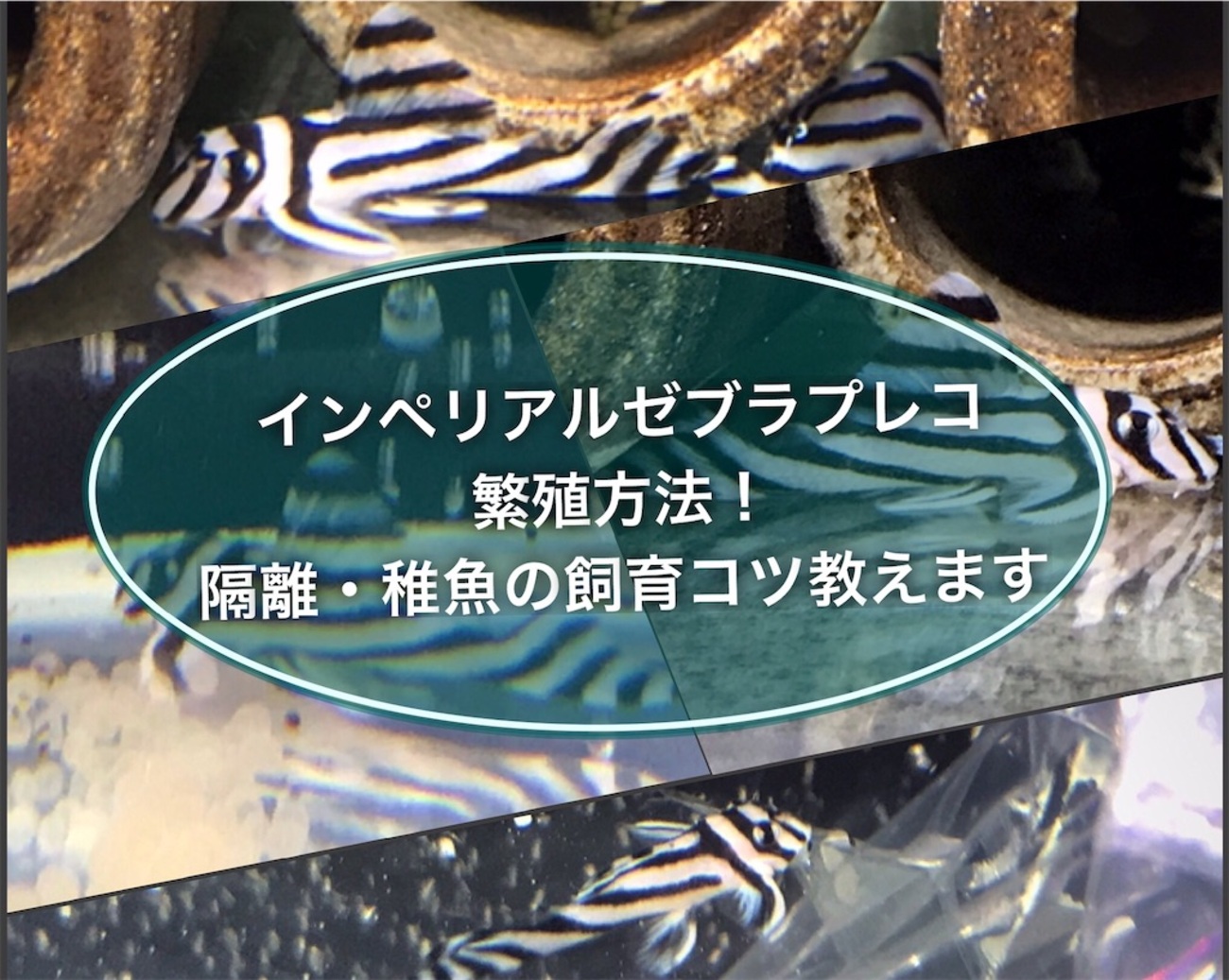 backend=imagemagick;version=1; 