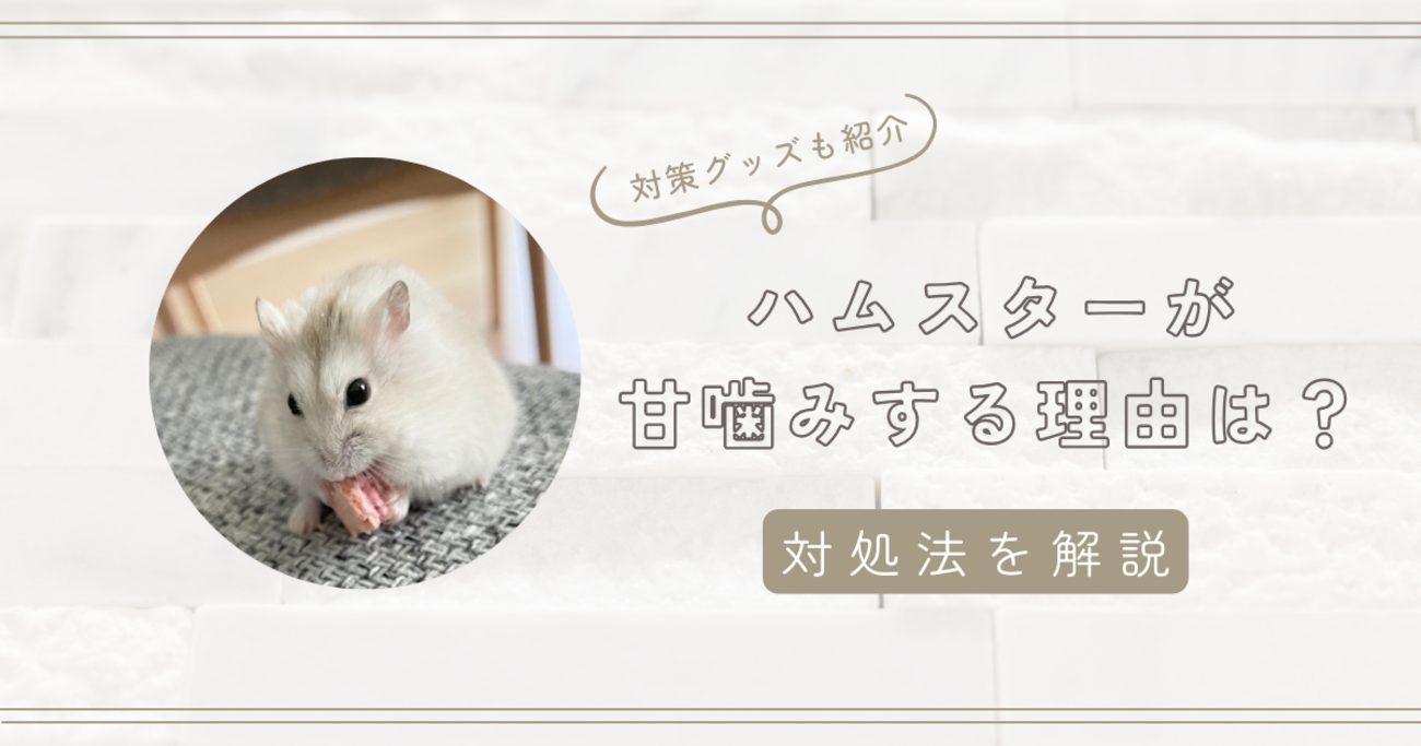 ハムスター 噛む 力