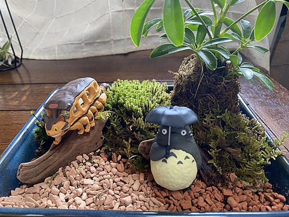 苔テラリウムとは 人気 最新記事を集めました はてな