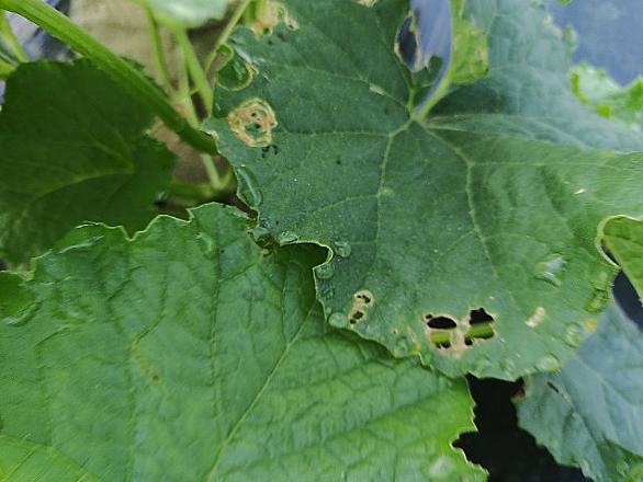 ウリハムシモドキ 農薬 ウリハムシモドキ 農薬