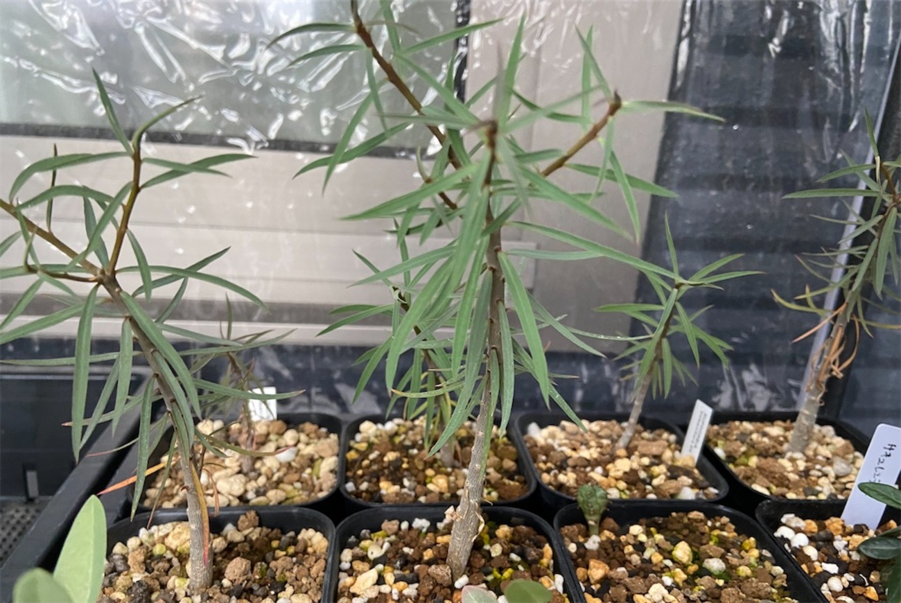 ユーフォルビア・バルサミフェラ(Euphorbia balsamifera seeding)実生 