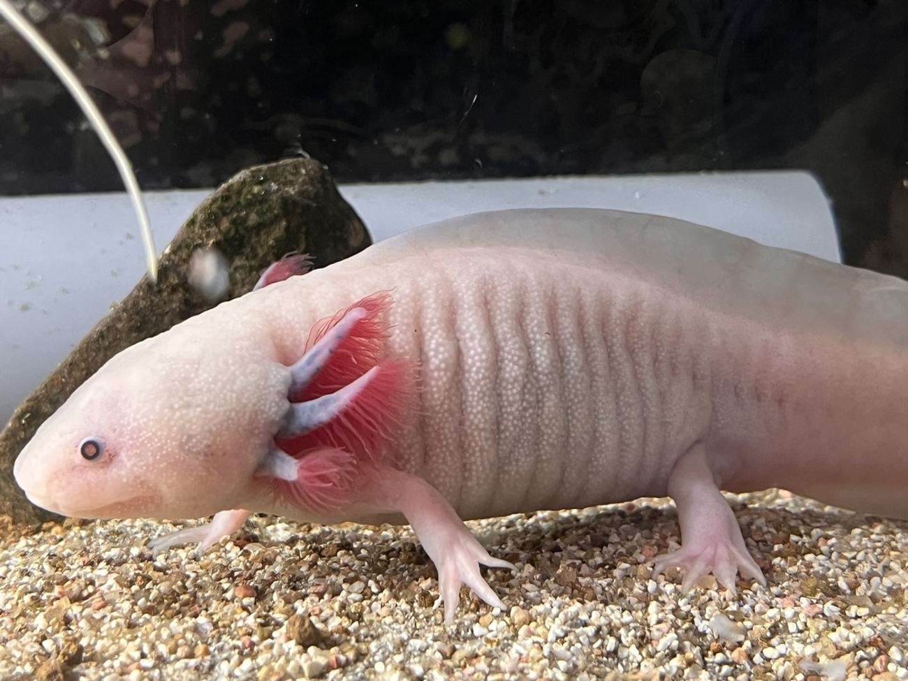 ウーパールーパーの最新情報と鰭形状 - ザリガニ・ウーパールーパーの世界