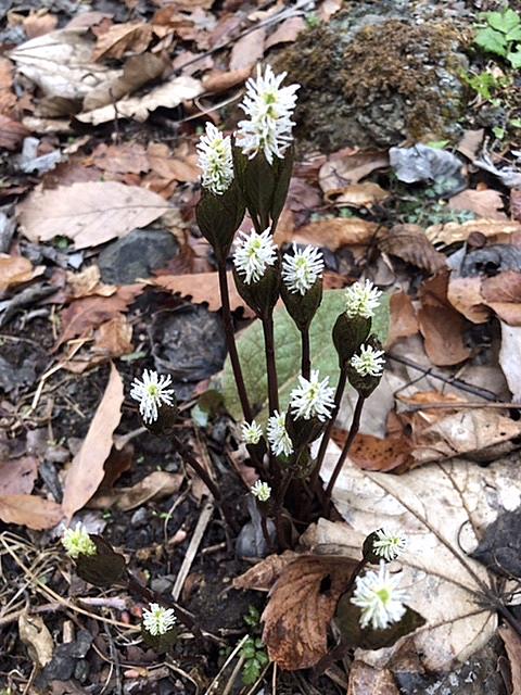 ヒトリシズカとは 動植物の人気 最新記事を集めました はてな