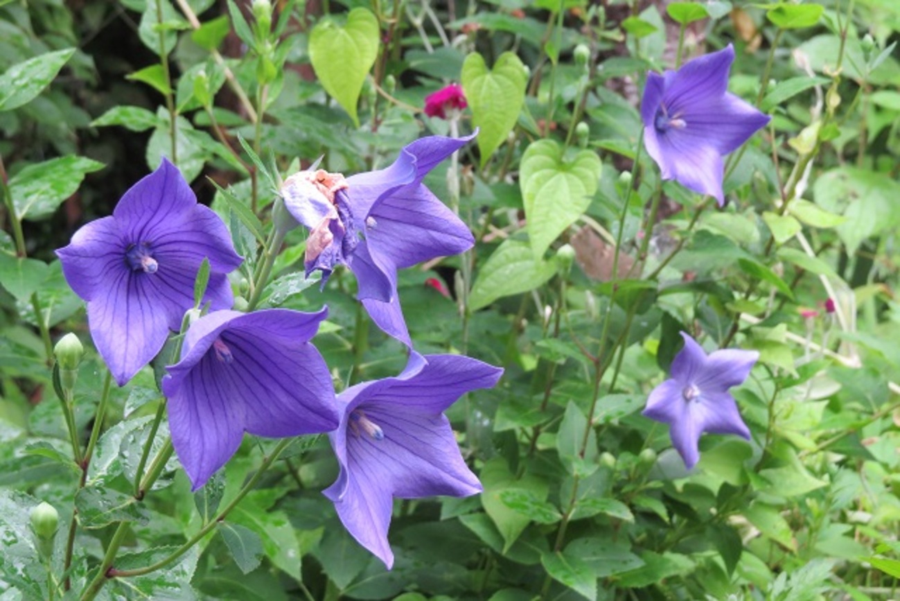 backend=imagemagick;version=1;