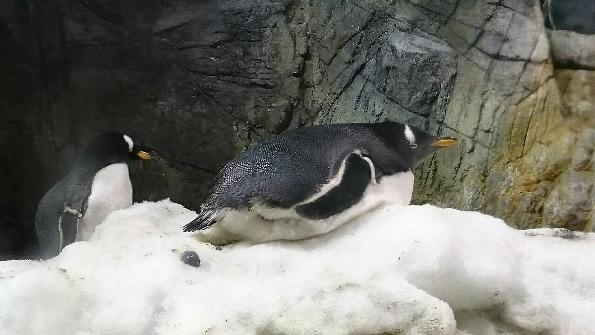 来世はペンギンになりたい