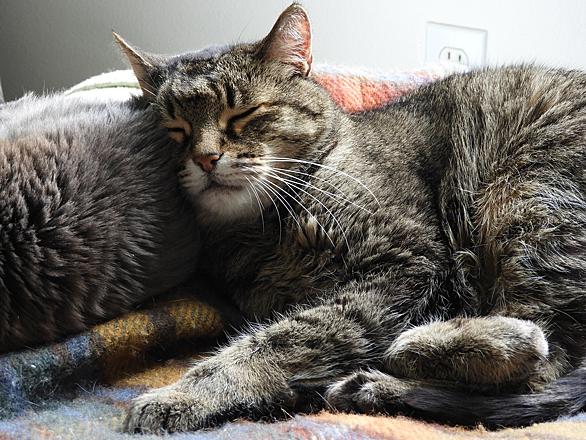 猫パンチとは 動植物の人気 最新記事を集めました はてな