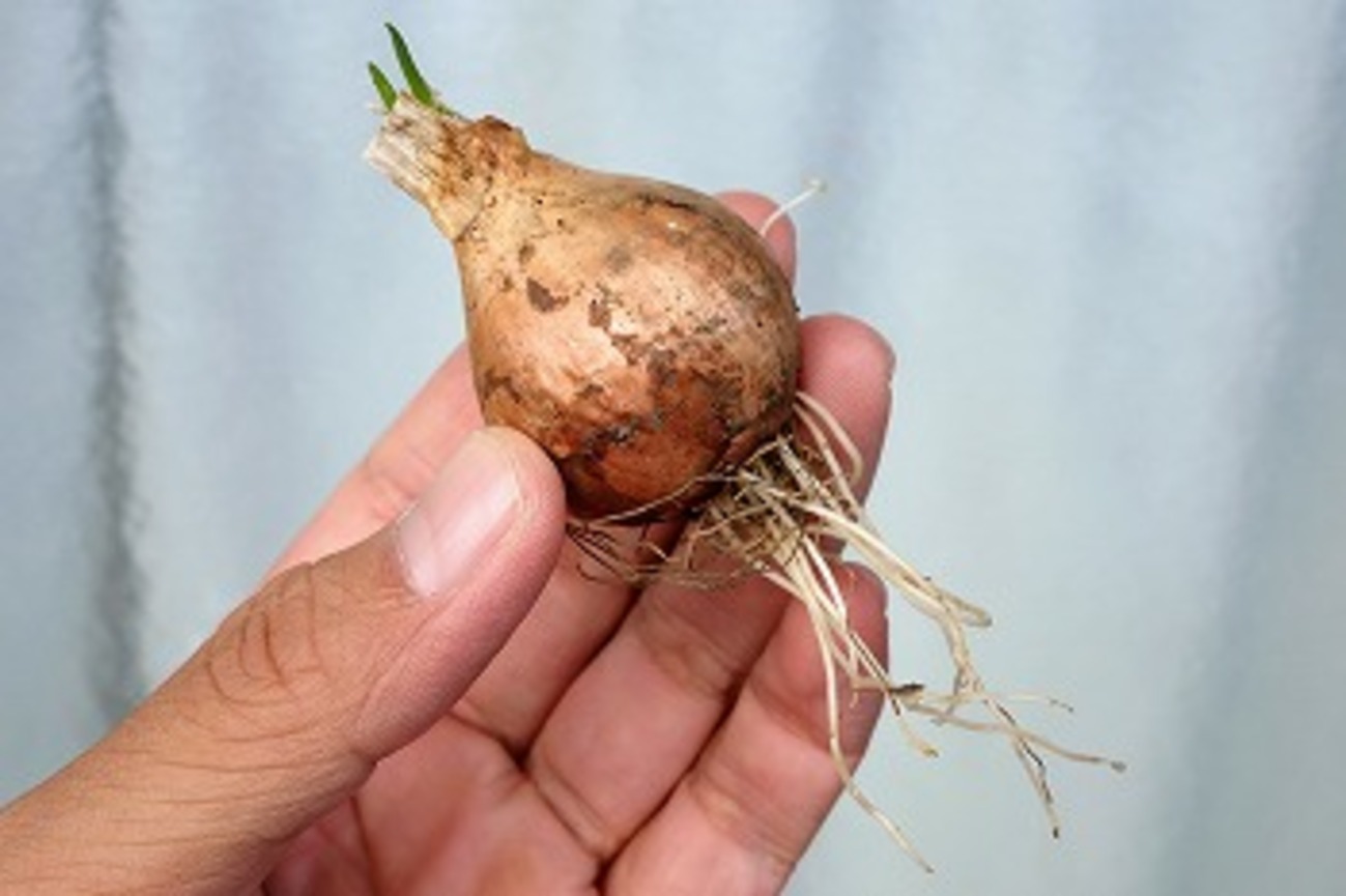 バケツ式の水耕栽培装置でワケギを栽培中。8株を密植えにして収穫量の