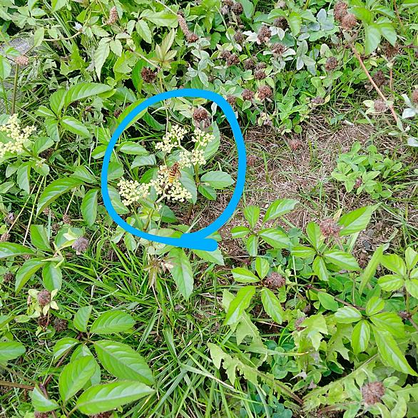 ヤブガラシとは 動植物の人気 最新記事を集めました はてな