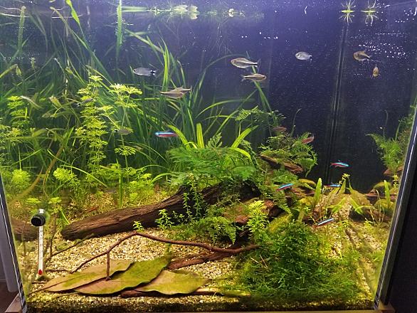 藍藻とは 動植物の人気 最新記事を集めました はてな 藍藻とは 動植物の人気 最新記事を集めました はてな