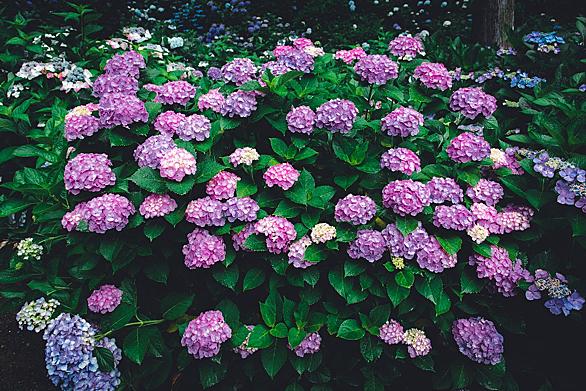 紫陽花とは 動植物の人気 最新記事を集めました はてな 紫陽花とは 動植物の人気 最新記事を集めました はてな