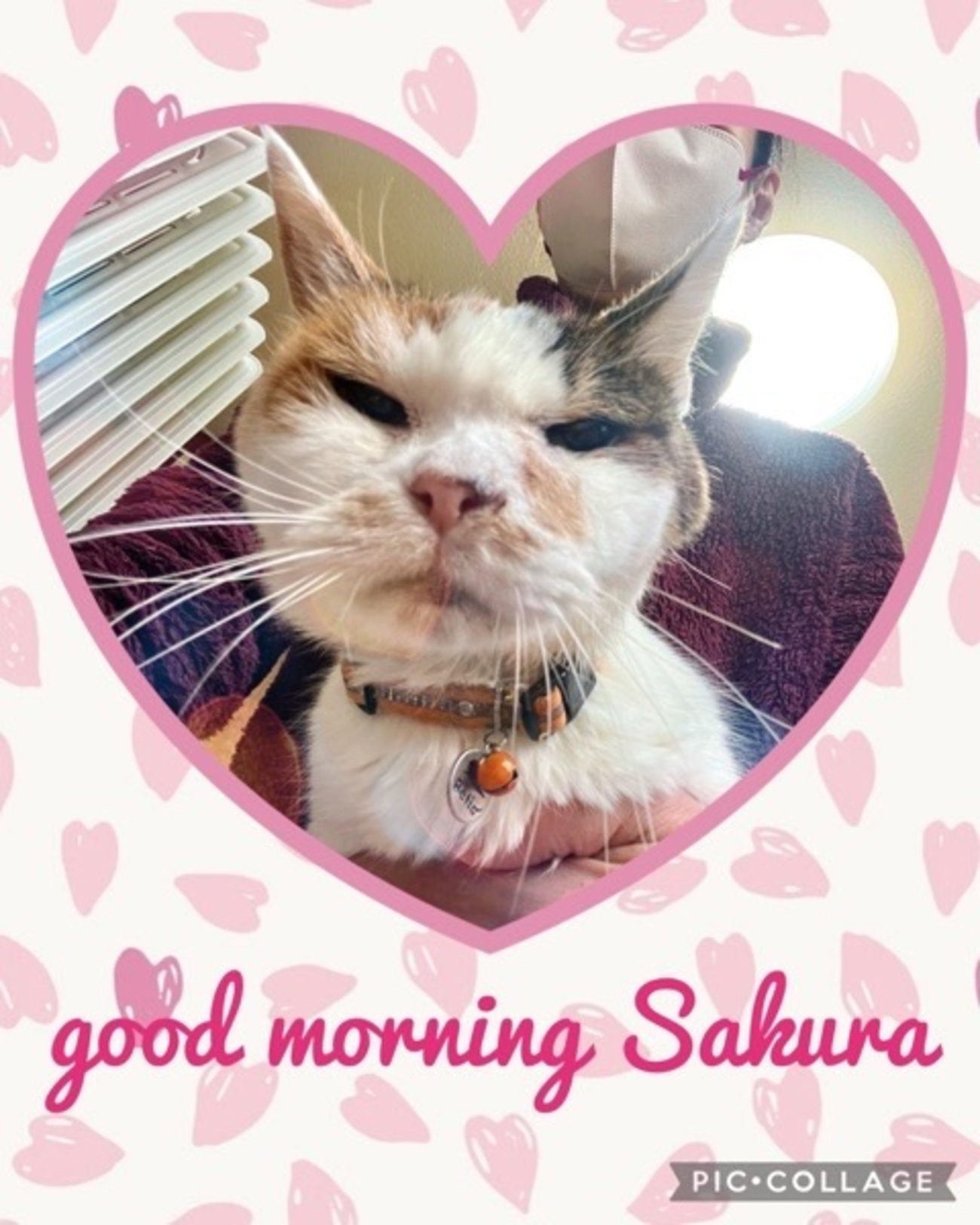 おしゃべりコンサート - 山川亜紀とニャンコのSound Garden