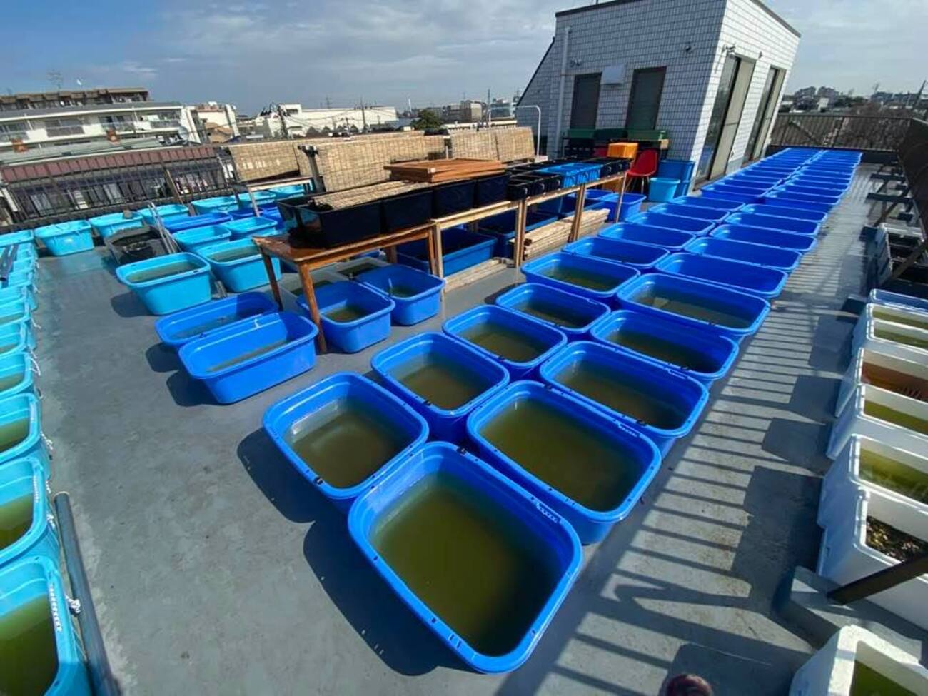DEZERT 「変」「飼育部屋」 I made a vinyl greenhouse for reptiles [GEX Heating Top