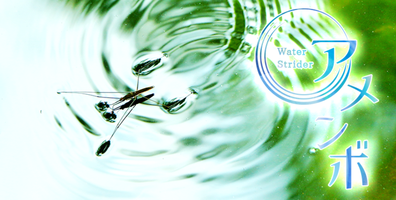 アメンボは英語で〇〇!!生息地や名前の由来も一緒に覚えよう！ - ネイティブキャンプ英会話ブログ | 英会話の豆知識や情報満載