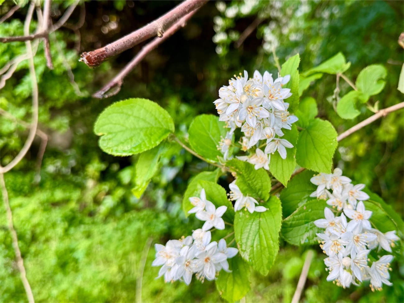 白い花って意外と多いと思った5月 - こっちで暮らしてます。