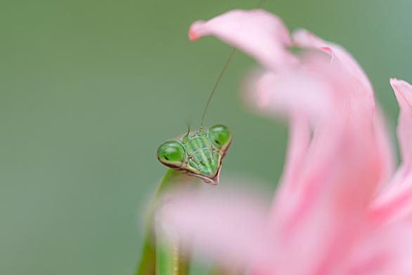 カマキリとは マンガの人気 最新記事を集めました はてな