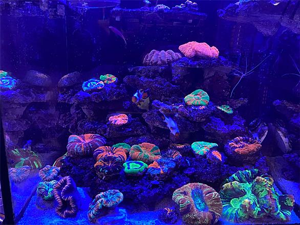 ミドリイシとは 動植物の人気 最新記事を集めました はてな ミドリイシとは 動植物の人気 最新記事を集めました はてな