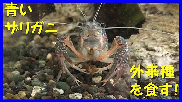 サカマキガイとは 動植物の人気 最新記事を集めました はてな サカマキガイとは 動植物の人気 最新記事を集めました はてな