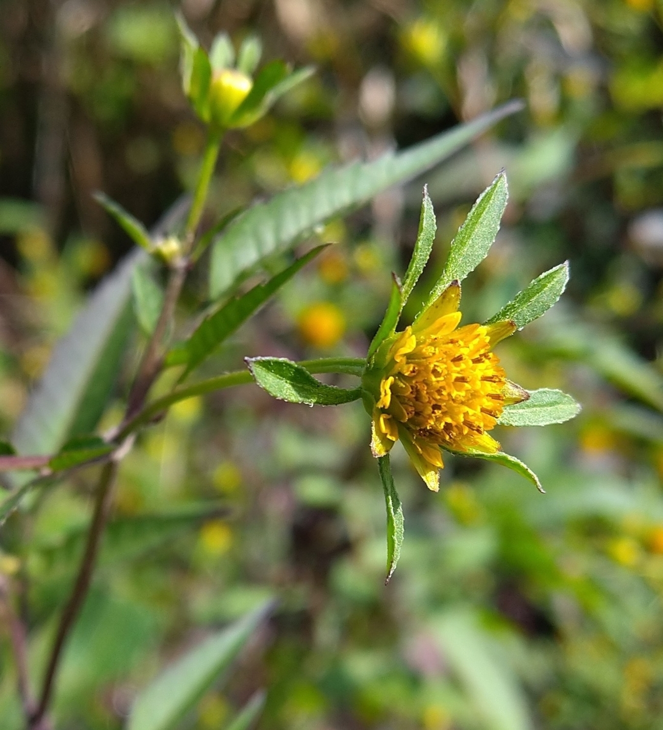 backend=imagemagick;version=1;