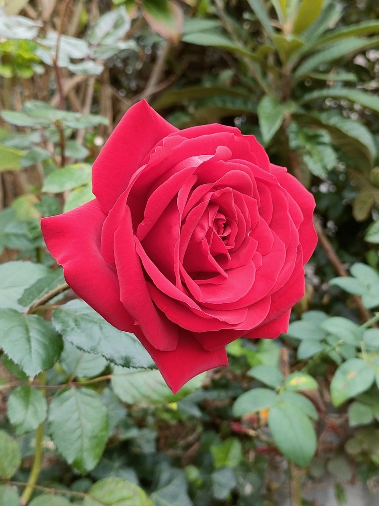 バラの花冠 情熱的な赤のバラ「サムライ08」 ラッピングはペーパーもリボン