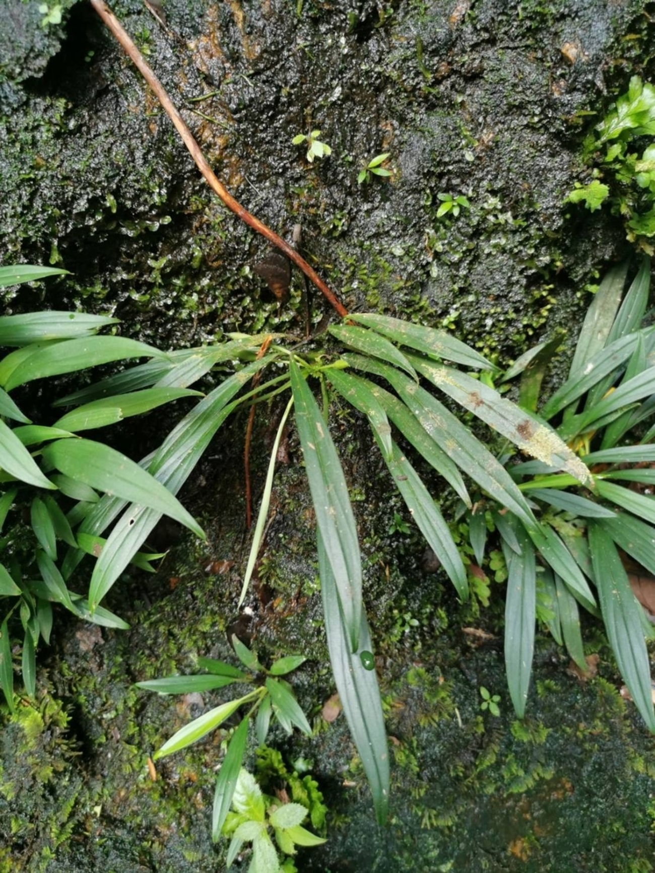 Homalomena sp