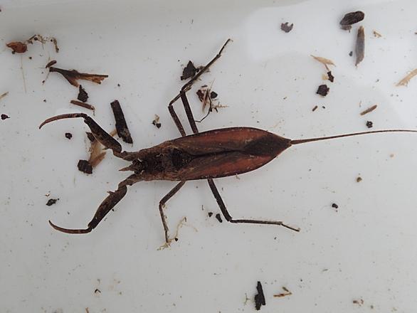 タイコウチとは 動植物の人気 最新記事を集めました はてな