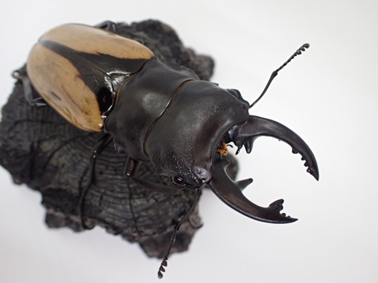 ブルマイスターツヤクワガタ　標本　ペア ブルマイスターツヤクワガタのペアリング～産卵セット～割り出し