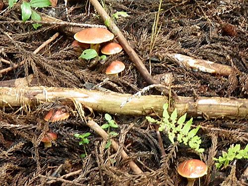 ホテイシメジとは 動植物の人気 最新記事を集めました はてな