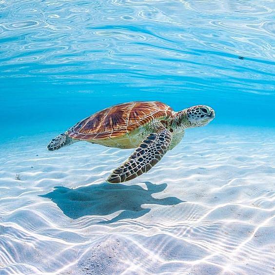海亀とは 動植物の人気 最新記事を集めました はてな 海亀とは 動植物の人気 最新記事を集めました はてな