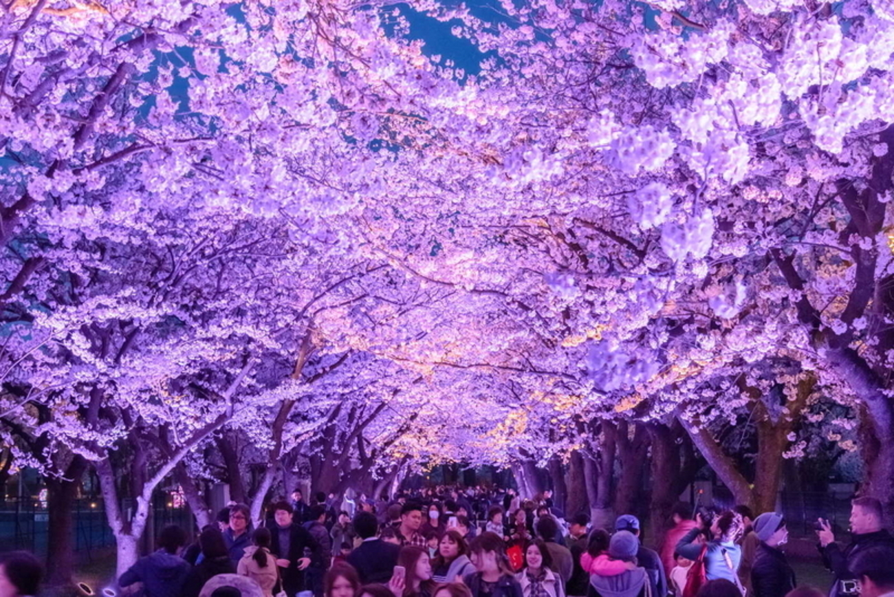 backend=imagemagick;version=1;