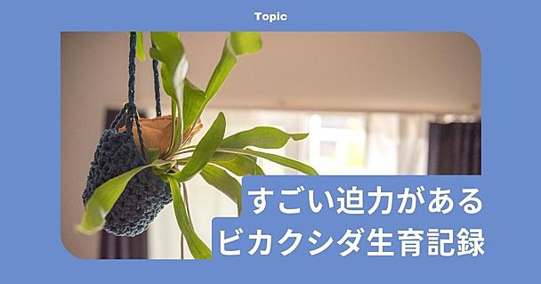 ビカクシダには「すごい迫力」がある。板付けや苔玉に挑戦する、ビカクシダ生育記録