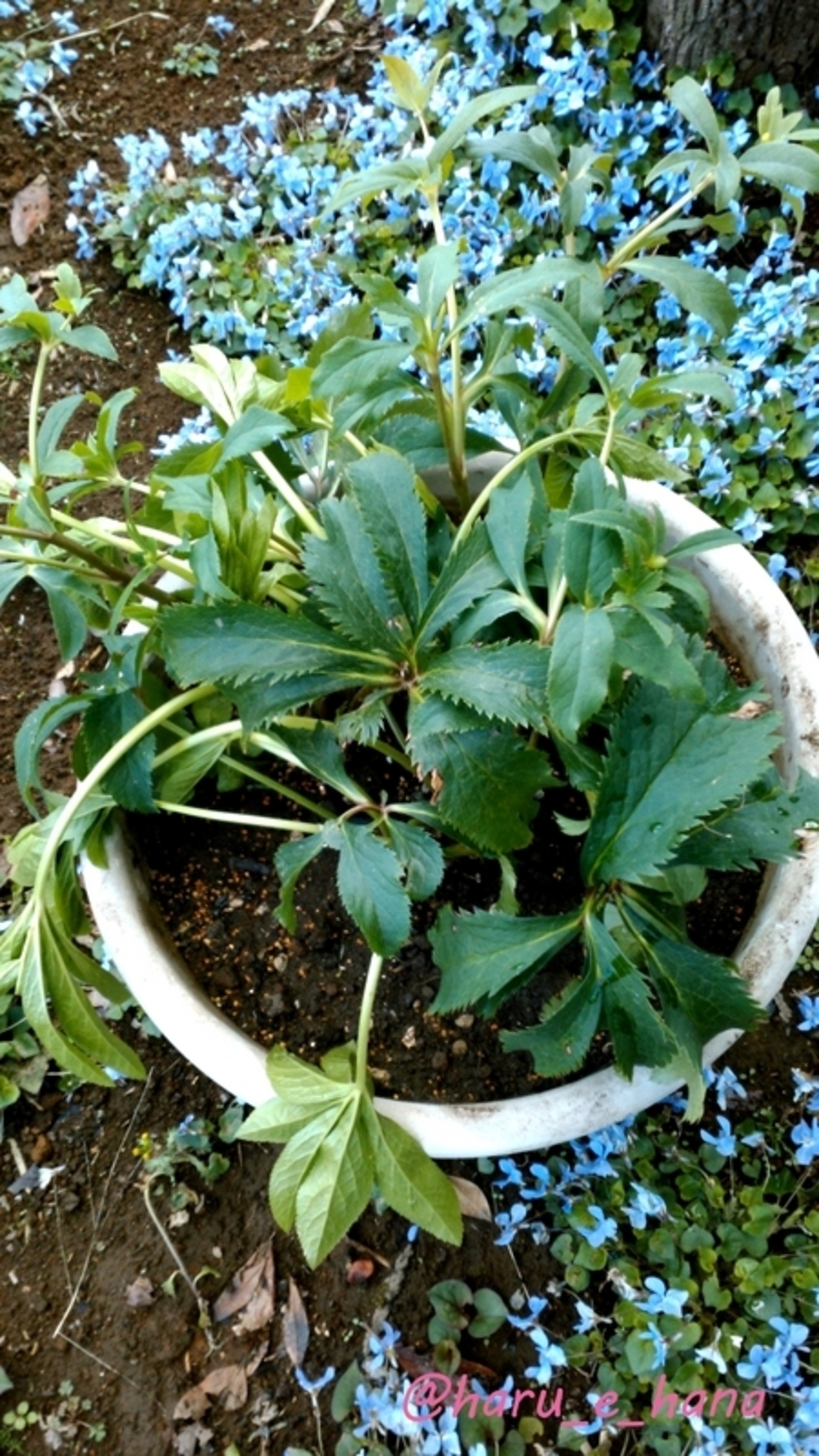 クリスマスローズの株分けと植替え - 花実みっけ