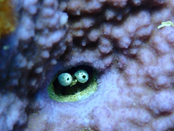 モヨウフグとは 動植物の人気 最新記事を集めました はてな