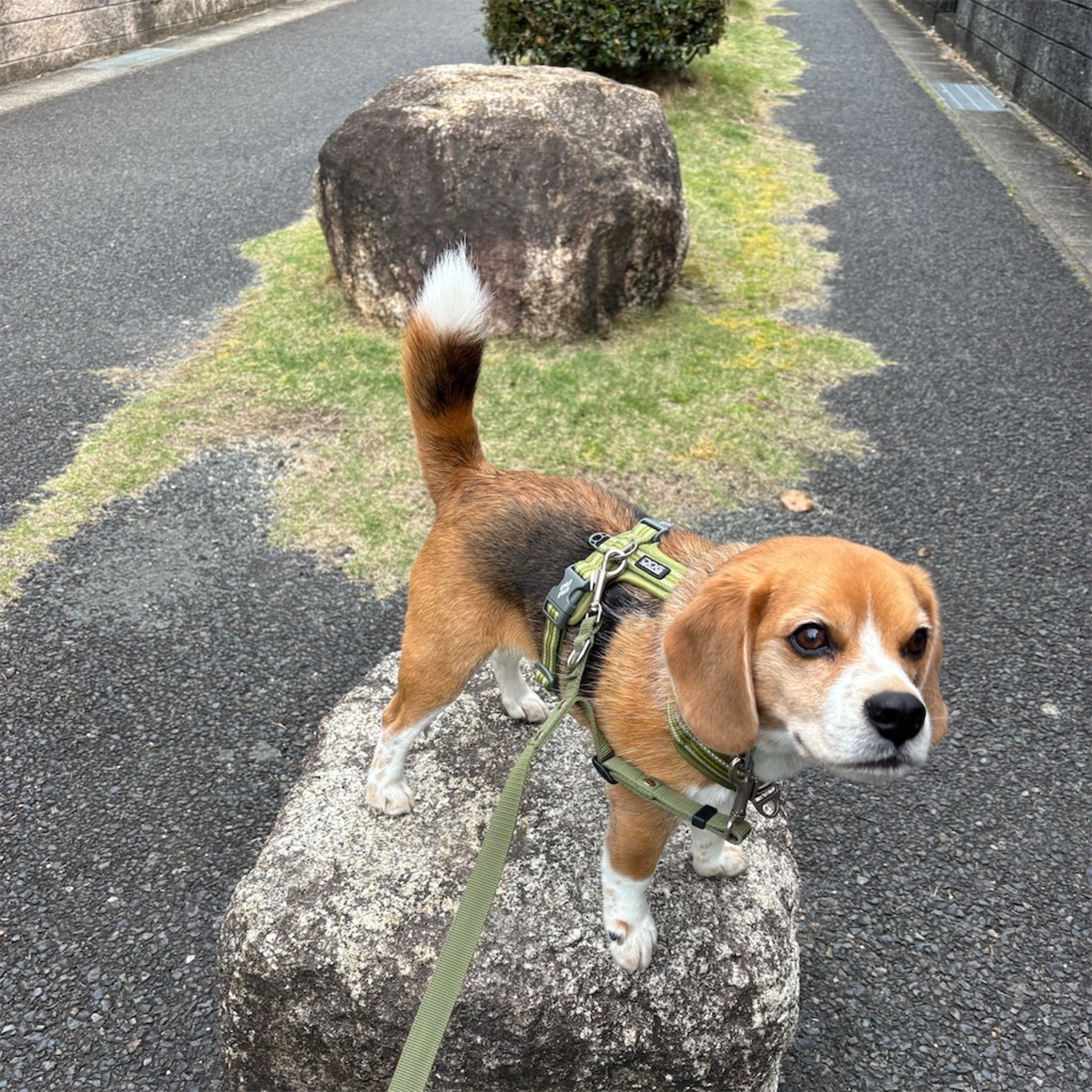 お見送り - ビーグル犬エイトのお散歩日記
