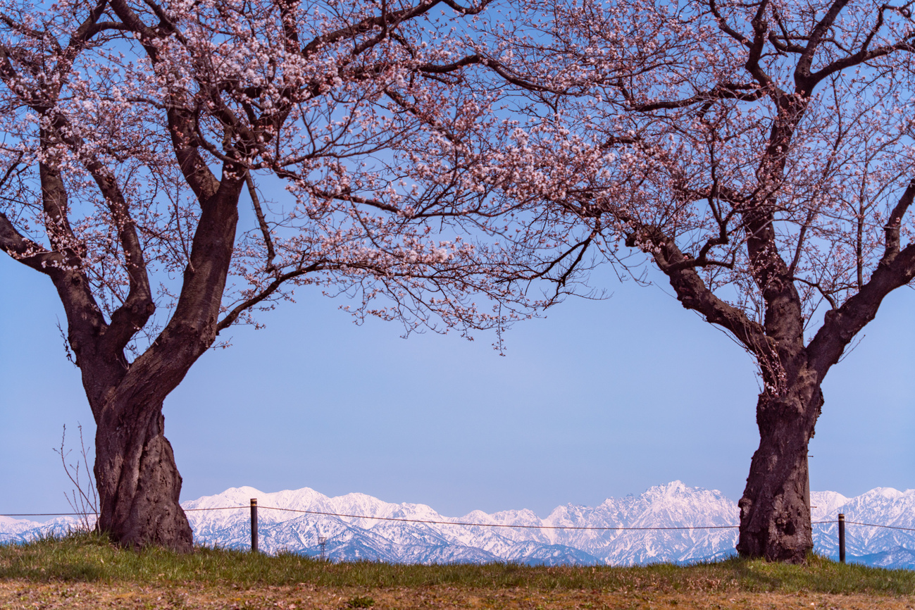 咲き始めた桜と立山連峰 - 光と風と薔薇と