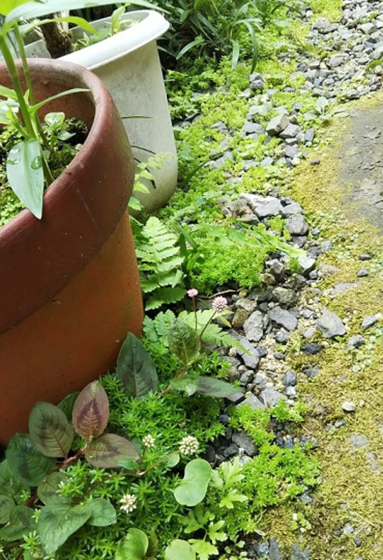多肉植物セダム属の『マンネングサ（万年草）』が勝手に生えて増殖中 