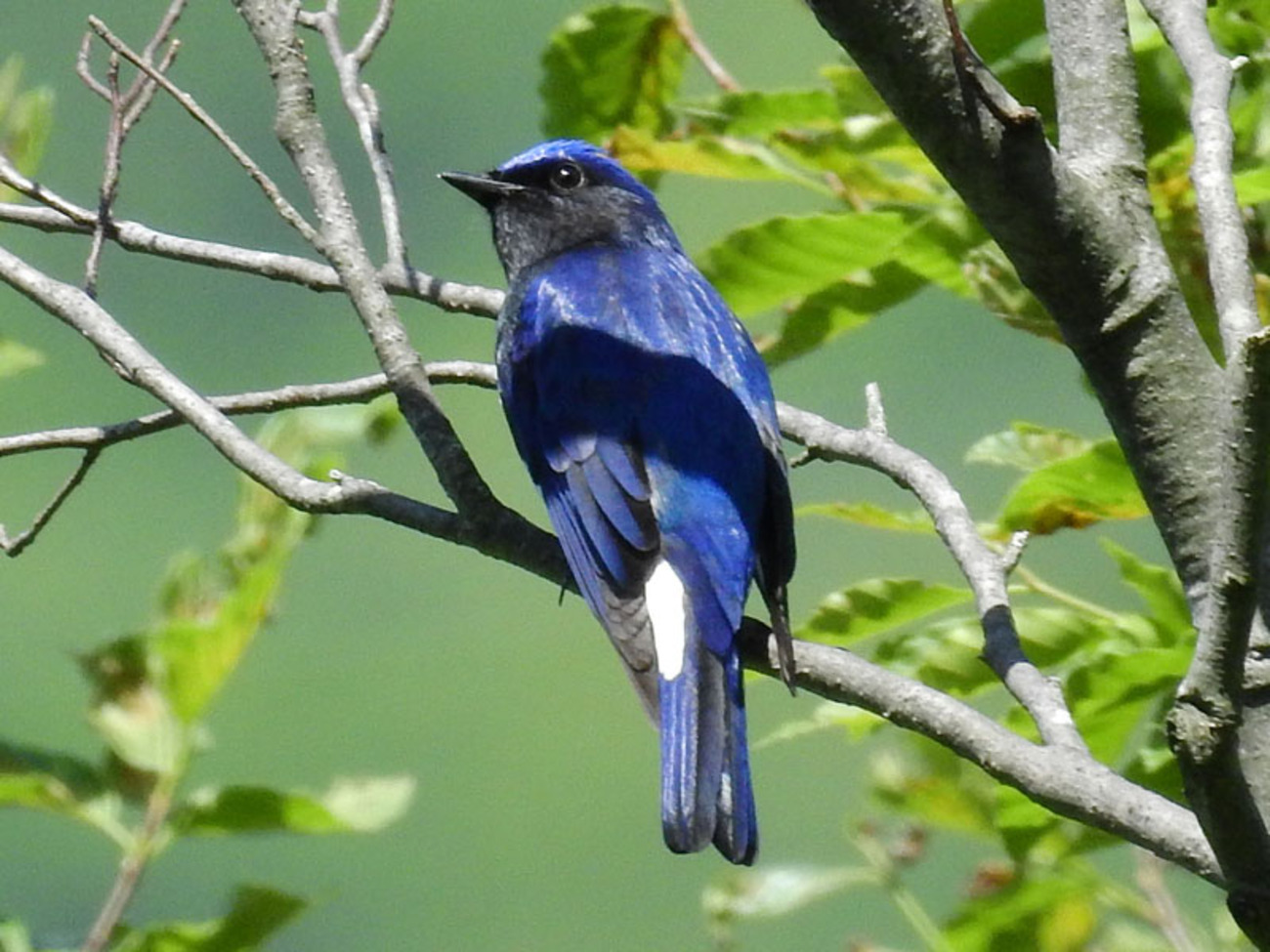 青い鳥にはどんな種類がいる？日本で見られる青い野鳥まとめ 