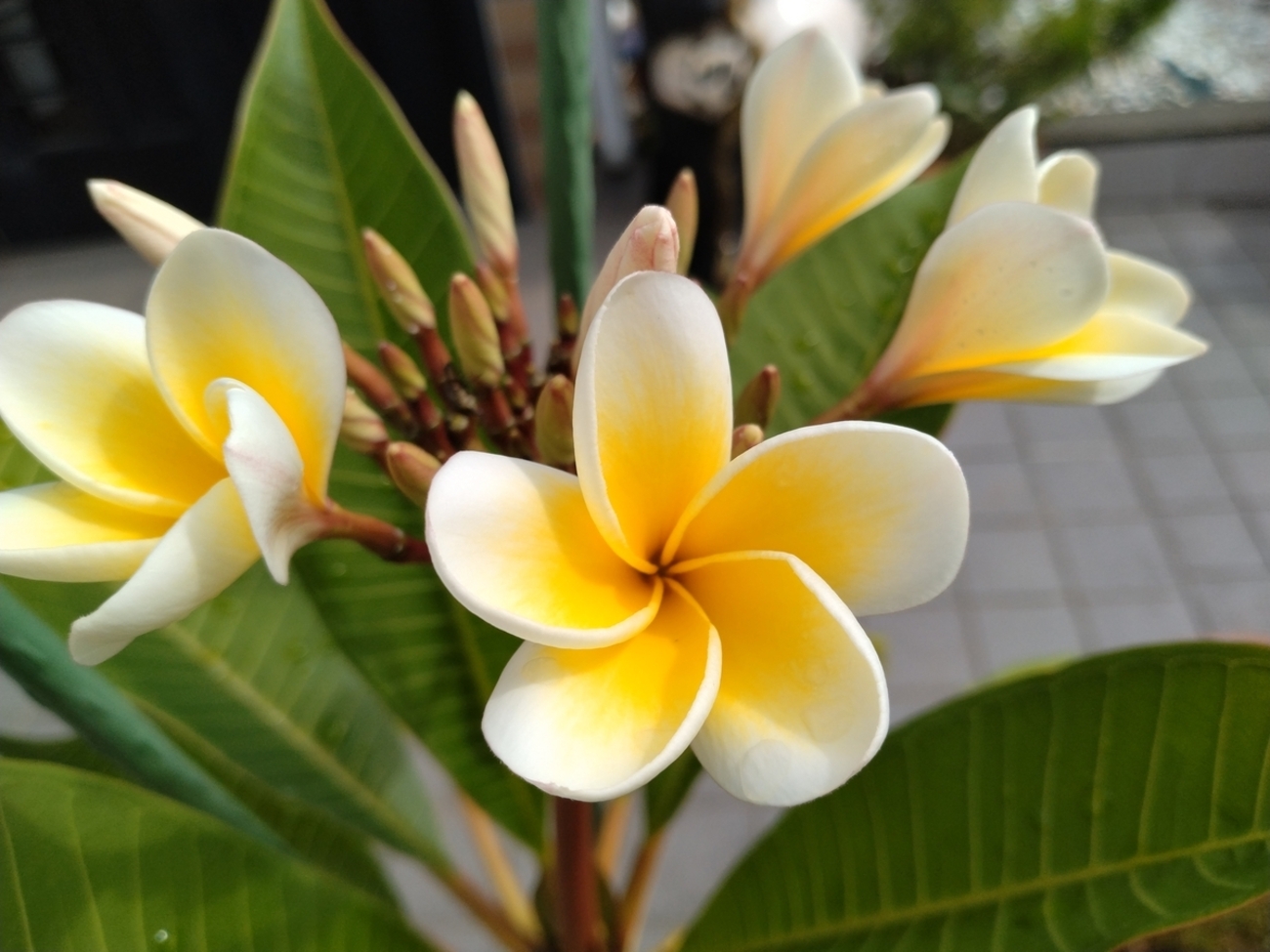 ㊗️プルメリア開花-その道のり-㊗️ - 帰ってきたブログ生活(4th)