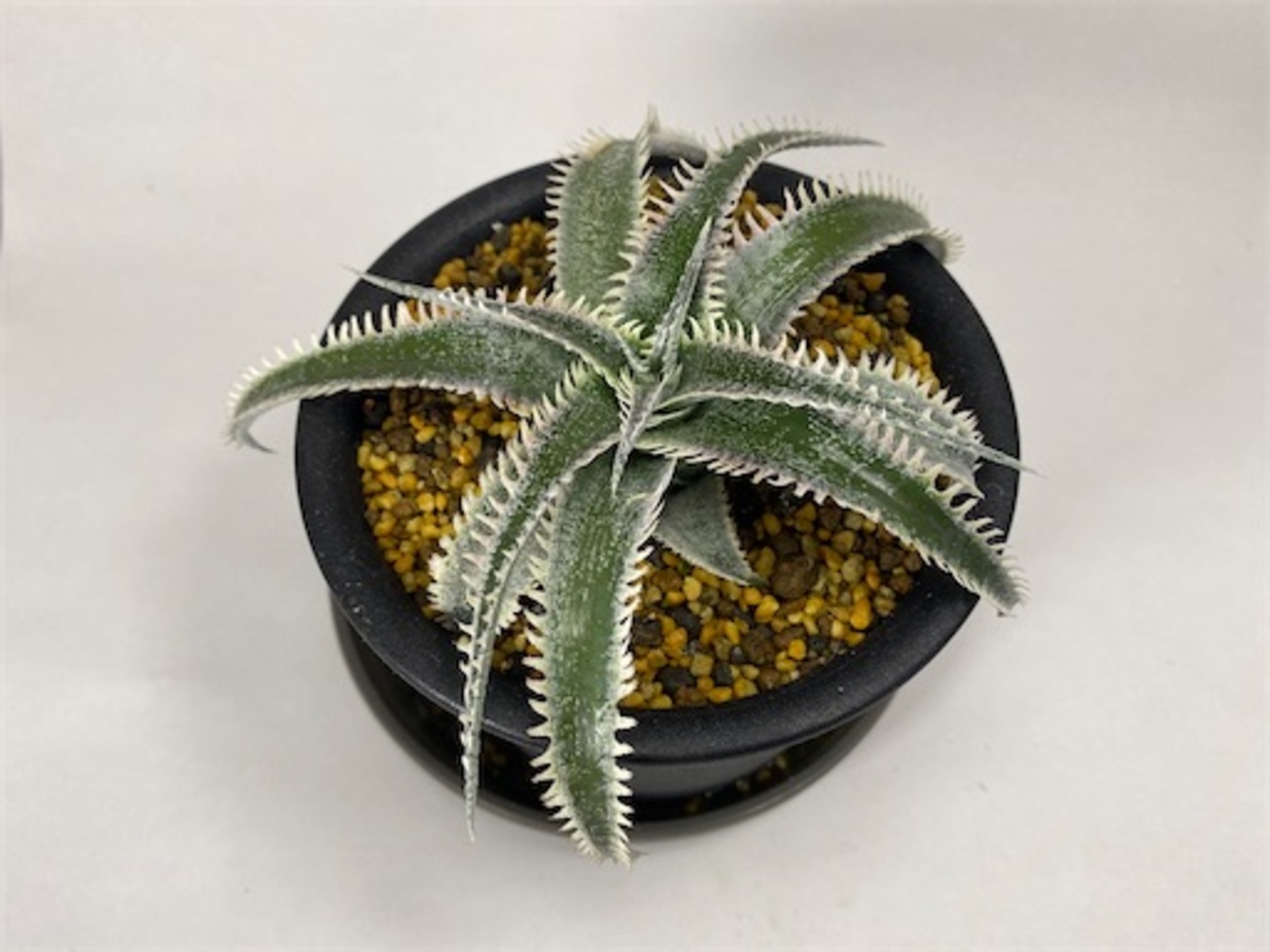 Dyckia 'Wasabi' （ディッキア 'ワサビ'）BBYの育て方 & 生育