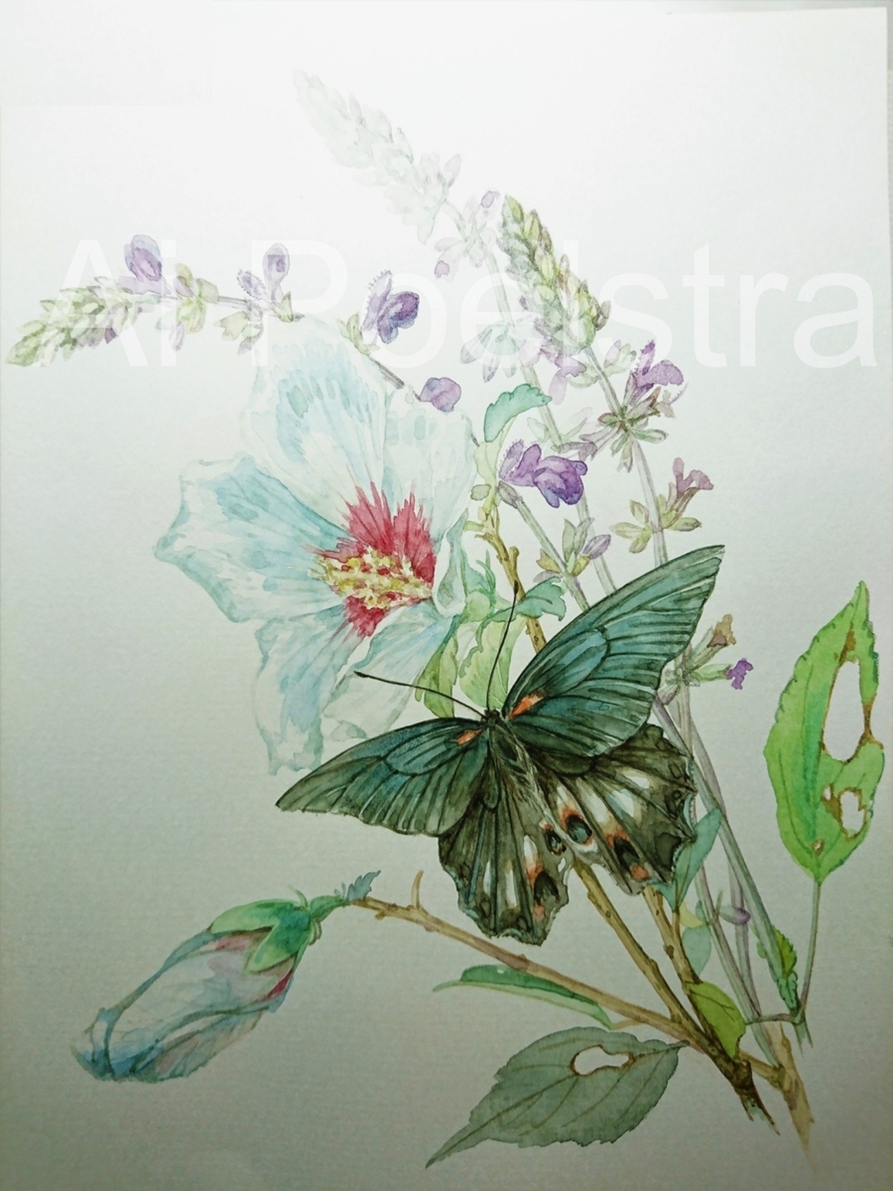 むくげとアゲハ蝶 Rose of Sharon and Black Butterfly - 花の画家