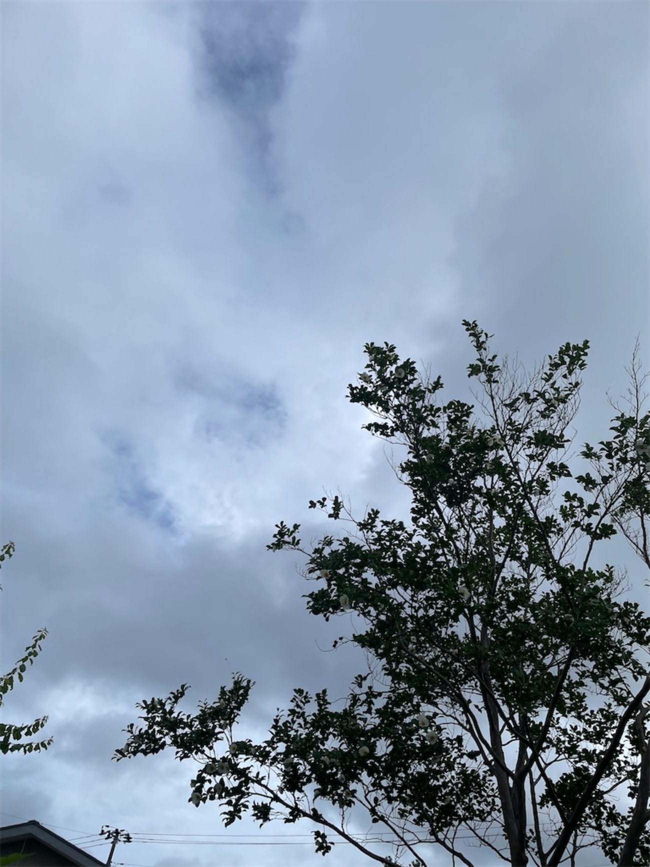 今日はこちらで投稿してみっか　蒸し暑いねぇ - ゆっこの独り言
