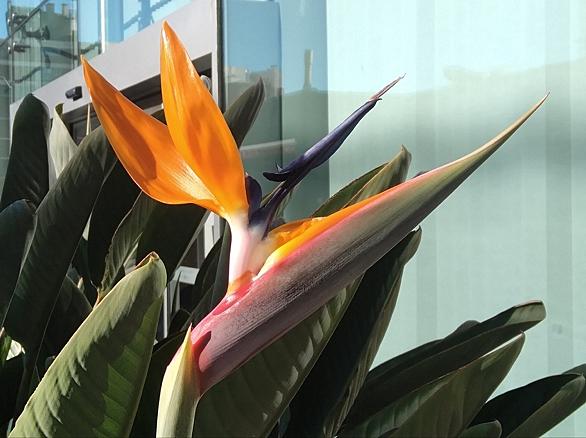 ストレリチアとは 動植物の人気 最新記事を集めました はてな