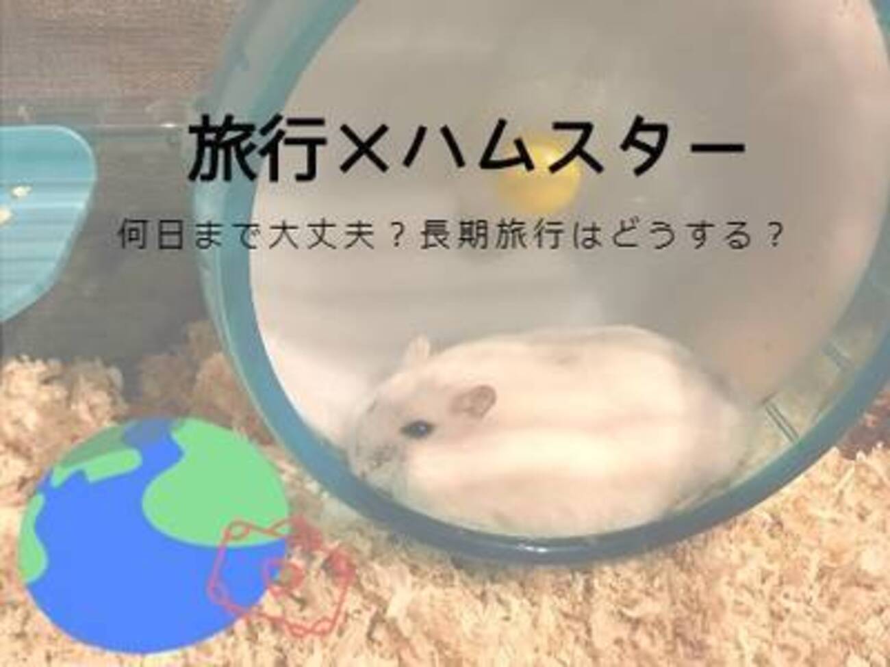 旅行中のハムスターはどうする？旅行日数別の対応と、実際に2日間のお留守番をしたときのこと。 - 食べて、泊まって、観光して