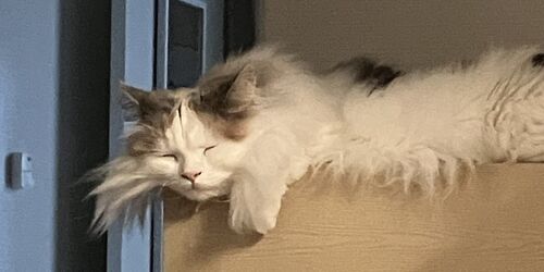 猫飼い2年半が選ぶ「買ってよかった猫用品2025」~ 給水・おやつ・ストレスケア・脱走防止まで ~のサムネイル