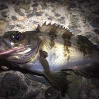 メバルは夜行性の肉食魚 メバルは夜釣りが一番良く釣れる Taketiyo釣りブログ