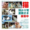 キークパパさんより【ねこ里親／預かり募集】ねこの遺棄や虐待などが絶えない現場より３０匹以上を保護(推定８ヶ月と４才)…人のぬくもりを分けてください【神奈川近県】 #neko #tokyo #kanagawa #saitama