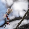 【Z 7 & AI AF Micro-Nikkor 60mm f/2.8D ・仙台】曇り空のもとで白梅・紅梅を撮る 。March 2023