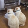 晴れ日和303日目😸