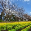 菜の花が桜の開花を待っている