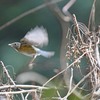 ルリビタキ♀
