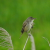 晴れたら鳥を撮りに